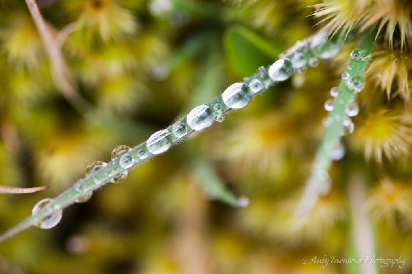 A closeup of dew droplets on grass blades surrounded by light green moss.