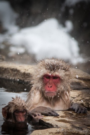 A couple of Japanese Macaques lounging in the Onsen.