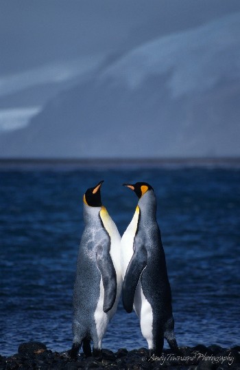 Two King penguins (Aptenodytes patagonicus) rub bellies on the rocky shoreline of Atlas Cove, Heard Island.