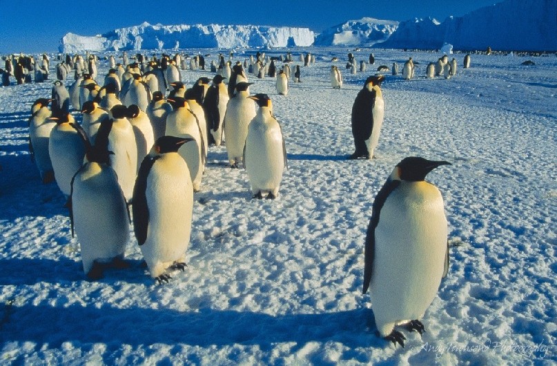 Emperor penguins (Aptenodytes forsteri) group together on sea ice surrounded by icebergs at Auster Rookery in Antarctica.