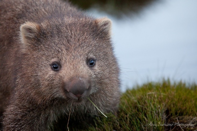 This small common wombat (Vombatus ursinus) pauses to look up mid-chew with a couple of blades of grass in its mouth.