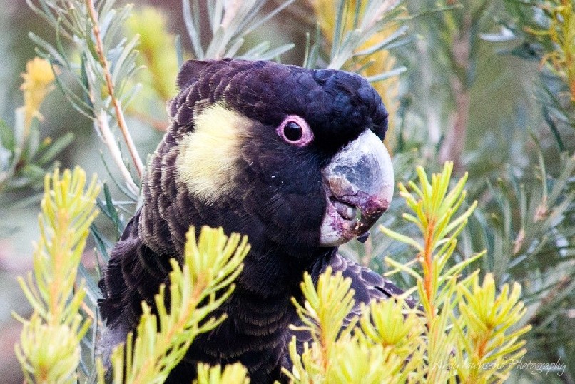 A male Yellow-tailed Black- Cockatoo (Calyptorhynchus fenereus) crunches into a  bansksia cone.