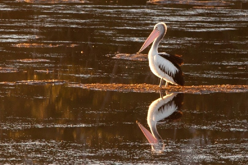 Warm afternoon light highlights a pelican (Pelecanus conspicillatus) and it's reflection.