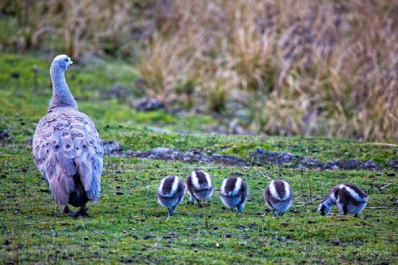 These 5 new Cape Barren goslings (Cereopsis novaehollandiae) feed continuously while Mum watches on.