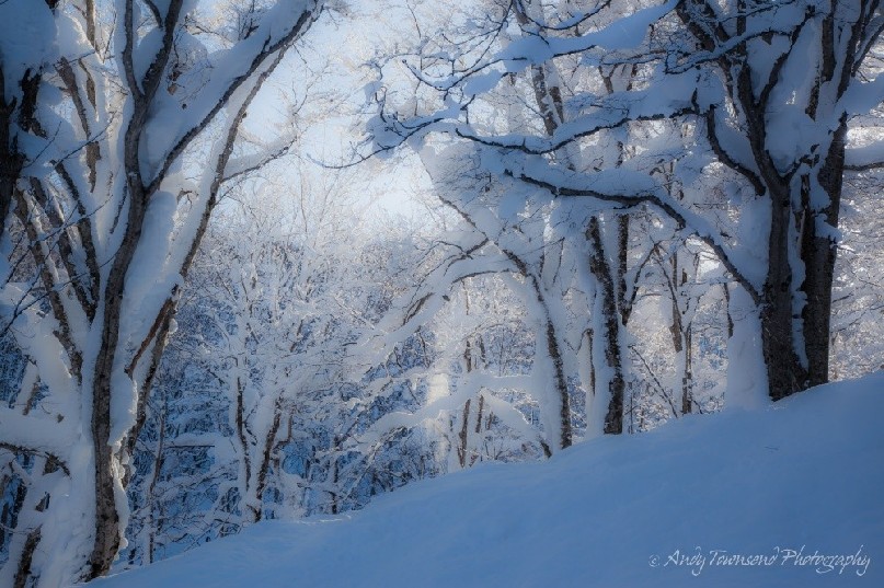 A morning snow storm covers these beech trees on a steep slope in Hakkoda.