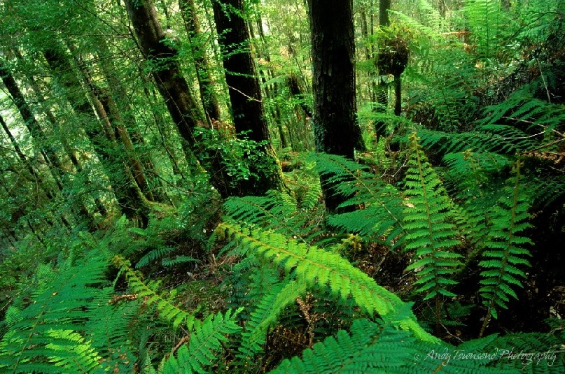 Forest ferns and sassafrass trees growing on a slope on the side of Mt Donalson.