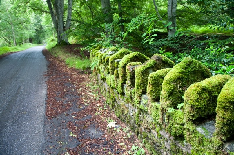 A wall of green moss coats a small stone bridge along a desserted Scotish lane.