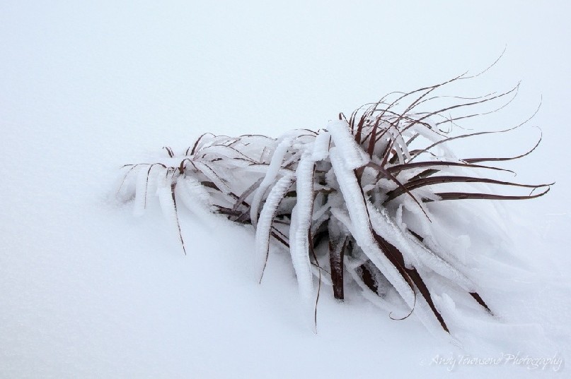 A layer of ice covers the fronds of these two Pandani (Richea pandanifolia)  plants surrounded by a bank of snow.