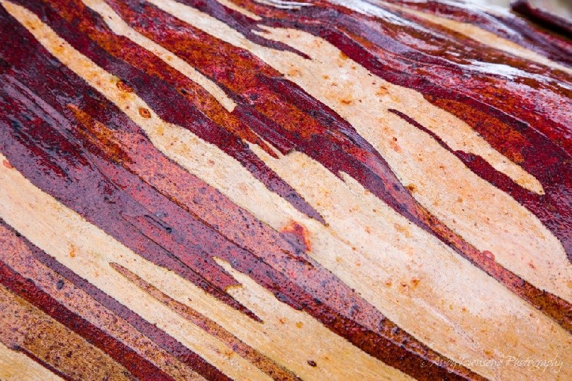 Light rain on the bark of this Tasmanian snow gum (Eucalyptus coccifera) branch causes the the colours to stand out.