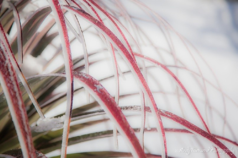 Red pandani (Richea pandanifolia) fronds covered with a layer of ice.