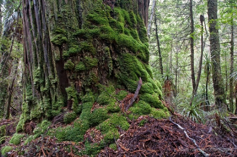 A moss covered king billy pine buttress in the Labyrinth.