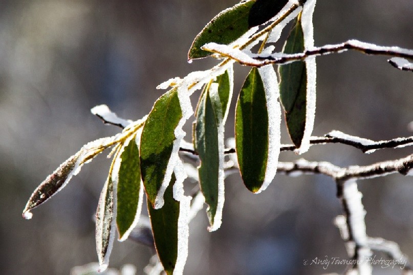 Morning sunlight on ice-covered snow gum  (Eucalyptus coccifera) leaves.