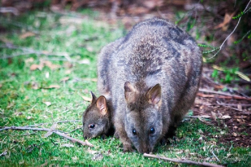A mother and baby pademelon feed on our back lawn.