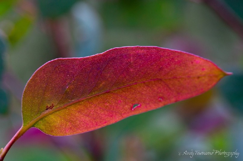 A red, green and purple-tinged eucalytus leaf.