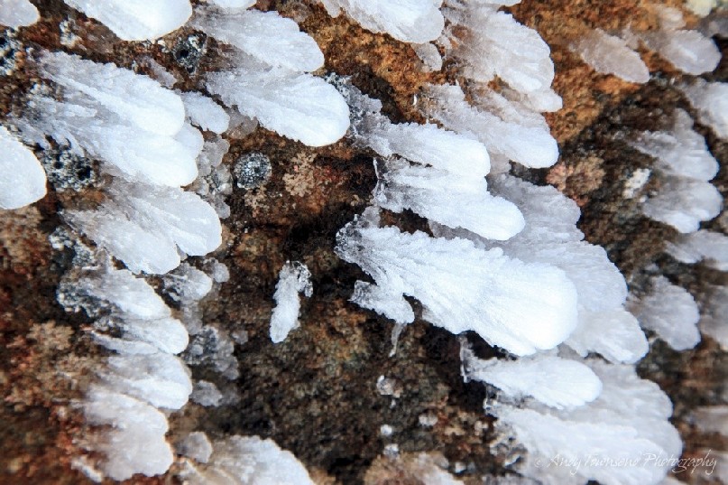 A close up of rime ice feathers attached to a dolerite boulder.