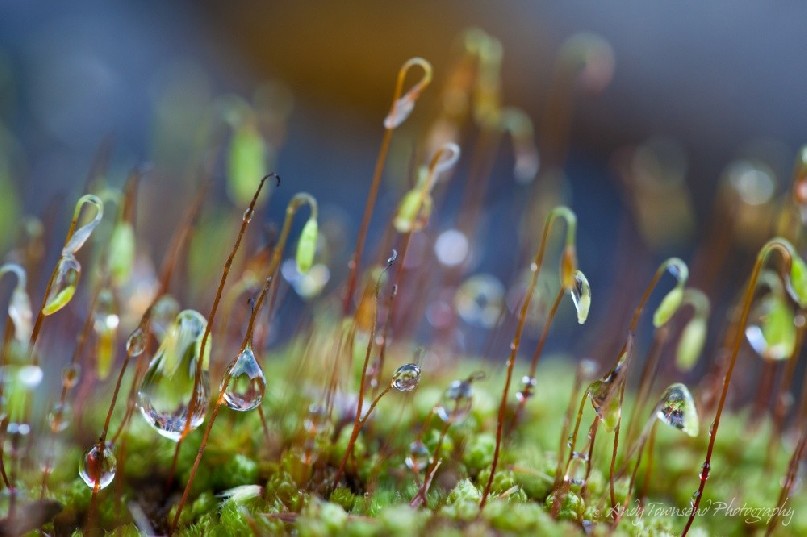 Drifting mist is caught on tiny moss fronds causing droplets to form in the high country of Tasmania.