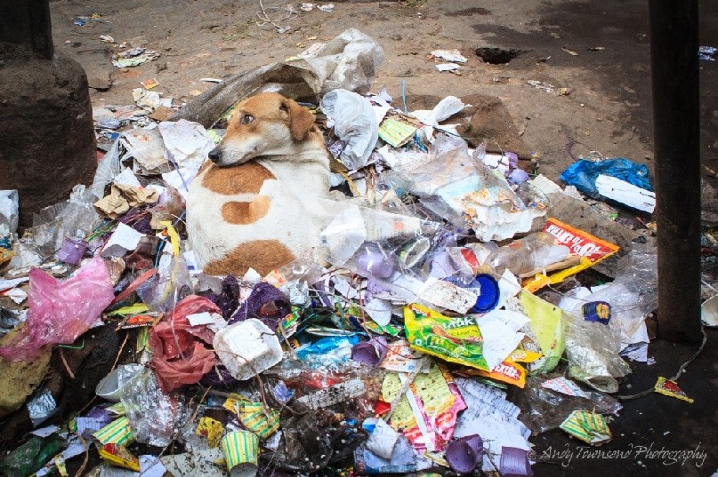A dog turns to loook whilst resting on a rubbish pile in an alley.