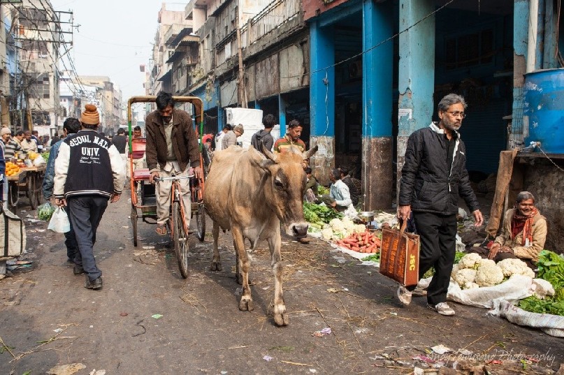 An Ongole cow makes it's way through a street stall with cycle rickshaw and people walking.