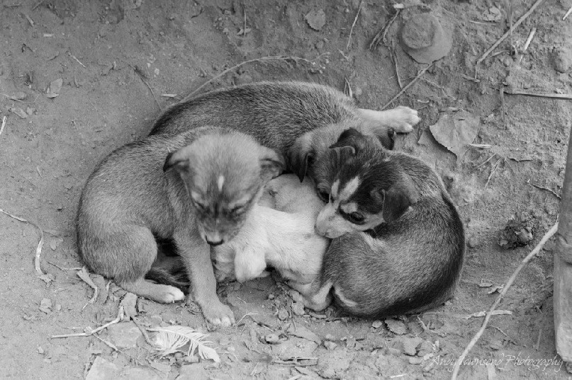 Young puppies huddle together on the dirt.