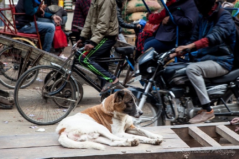 A dog sits on a wooden trolley amid a busy street in Delhi.