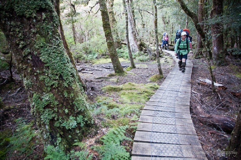 One of many boardwalks on the sensitive Overland Track, this one leading to the Labyrinth, Cradle Mountain / Lake St Clair National Park, Tasmania.