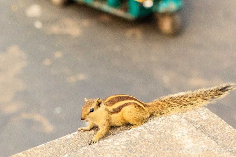 A northern palm squirrel (Funambulus pennantii) sits on a bridge pillar over a busy Delhi road.