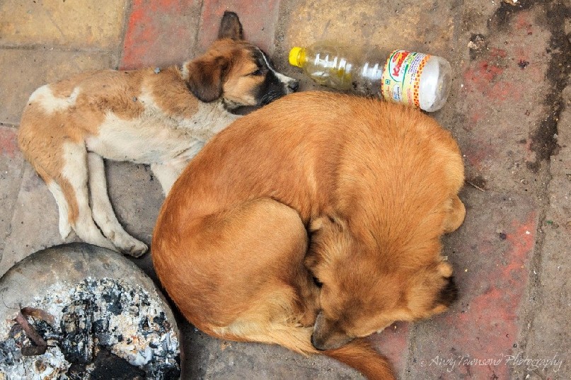 Two dogs lie curled up next to an empty drink bottle and fire bowl in Chandni Chowk.