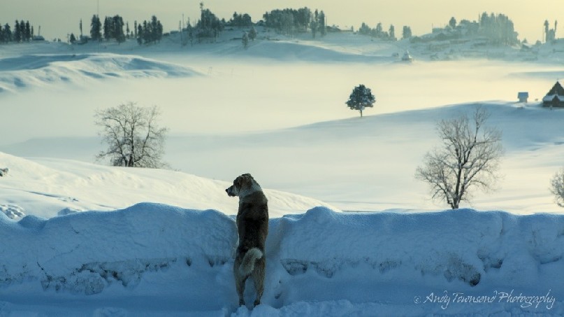 A layer of mist over covers the lower parts of Gulmarg as a dog surveys the scene.