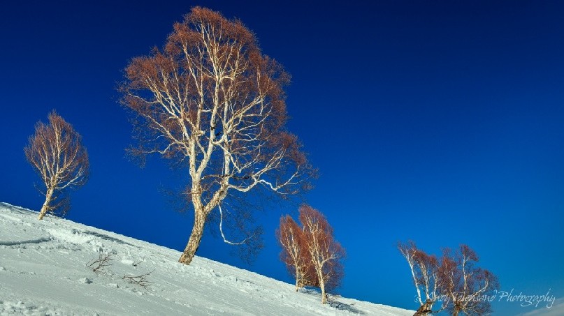A grove of birch trees with clear blue sky on an open snow slope.