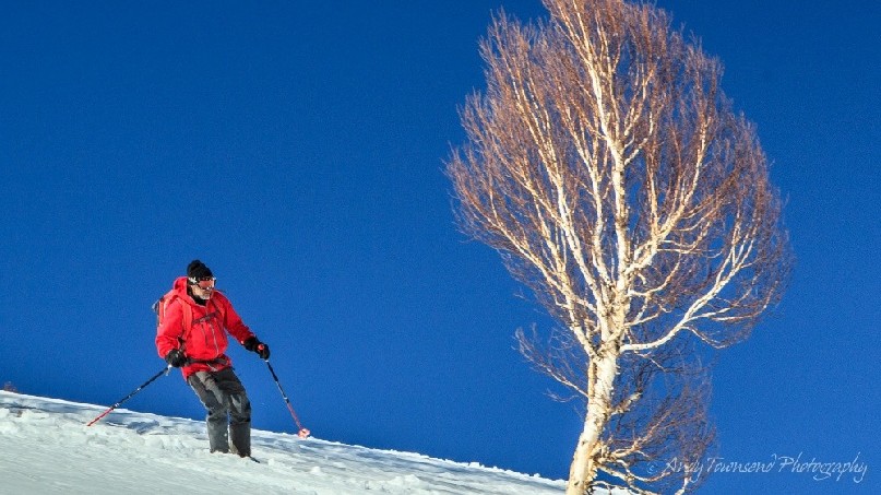 A skier in red jacket makes their way past a birch tree with blue sky beyond.