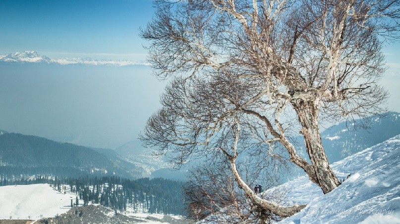 A small grove of Birch trees breaks the vista towards a fog-filled vallery and distant Himalayan range.