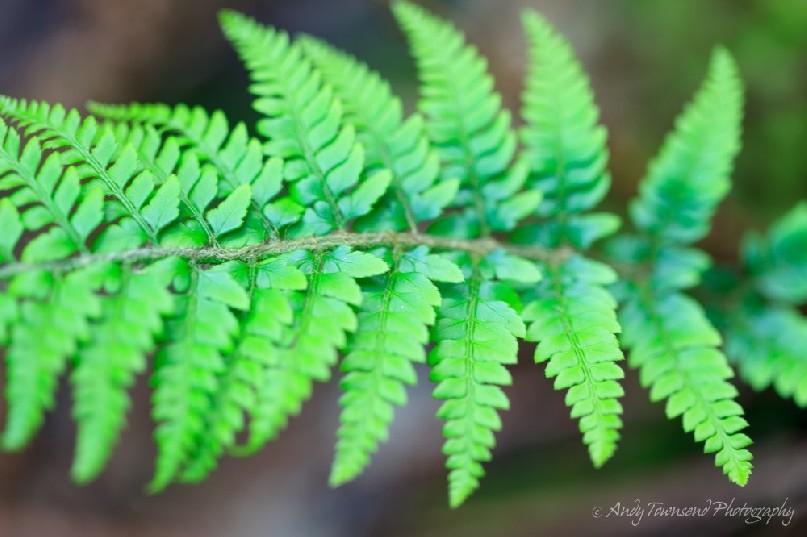 A close up of a fern frond.