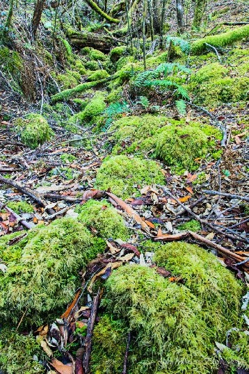 A dry creek bed covered in moss with long depth of field.