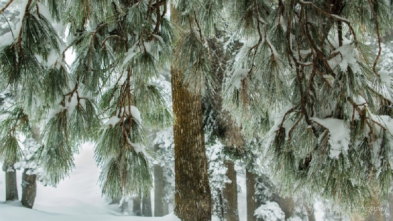 Soft green pine needles covered in snow frame a snow-covered forest beyond.