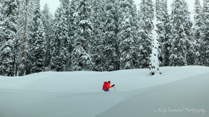 A skier skins up through a recent snowfall with snow-covered pine forest behind.