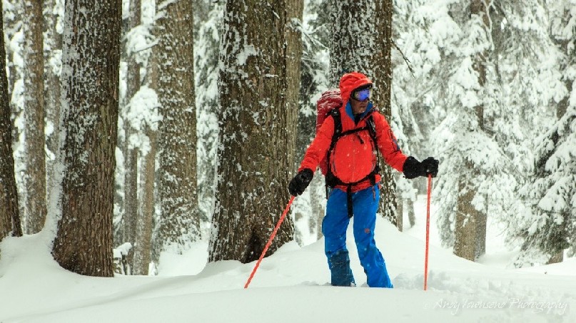 A skier pauses and looks to the right with snow-covered tree trunks behind.