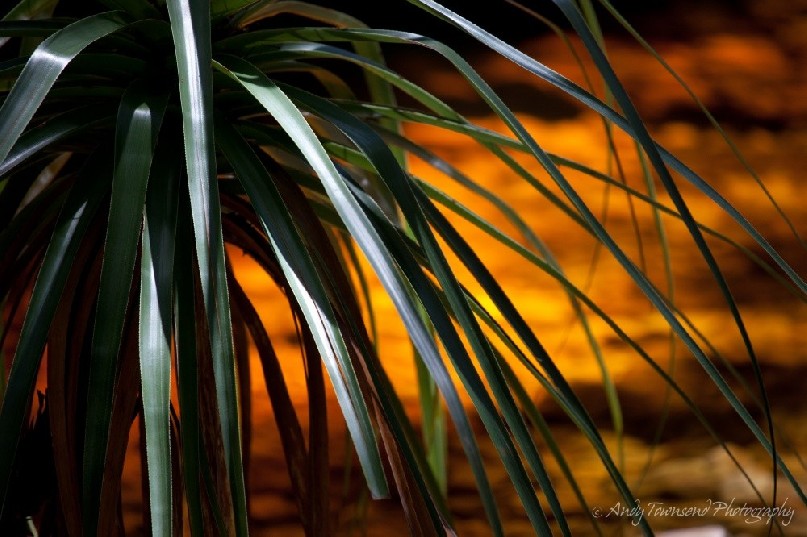 A closeup of pandani (Richea pandanifolia) with sunlight lighting up tannin water with a golden glow.