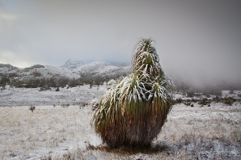 An overnight snowfall coats this cluster of pandani plants and the landscape beyond.