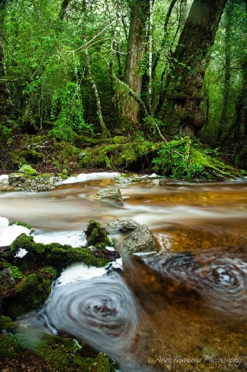 Water swirles at the edge of this rainforest creek near Cradle Mountain.