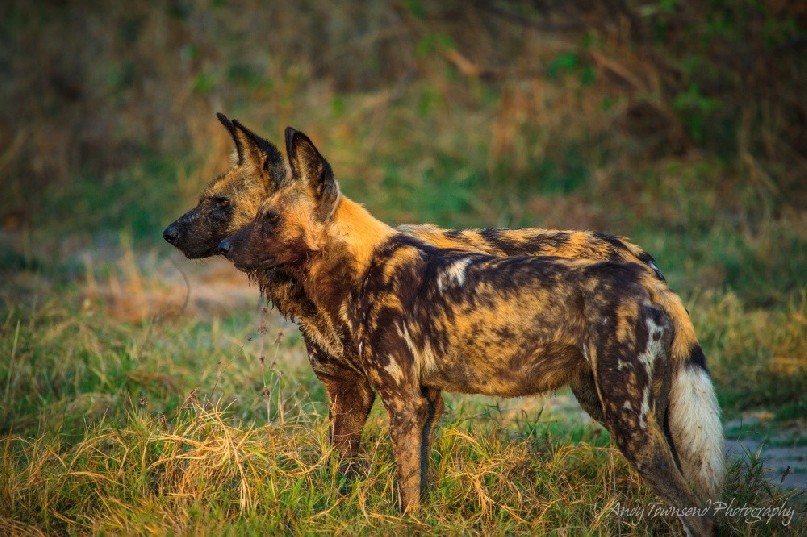 Two African Wild Dogs (Lycaon pictus) looking intently with ears up.