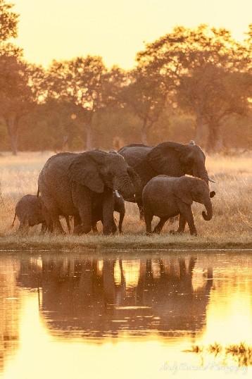 A family of African bush elephants (Loxodonta africana) enthusiastically visit a large waterhole.