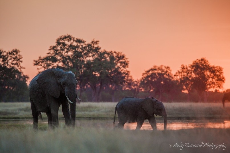 Two elephants at sunset pause after drinking.