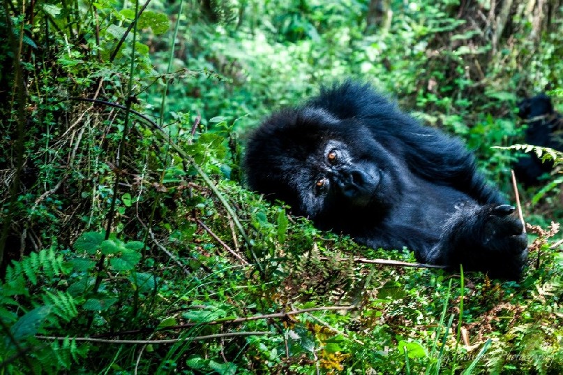 A female mountain gorilla (Gorilla beringei beringei) lying on the forest floor.