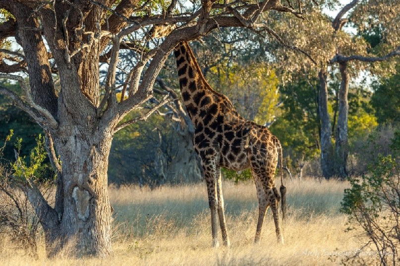 A male giraffe (Giraffa camelopardalis) pauses after eating acacia tree in the afternoon light.