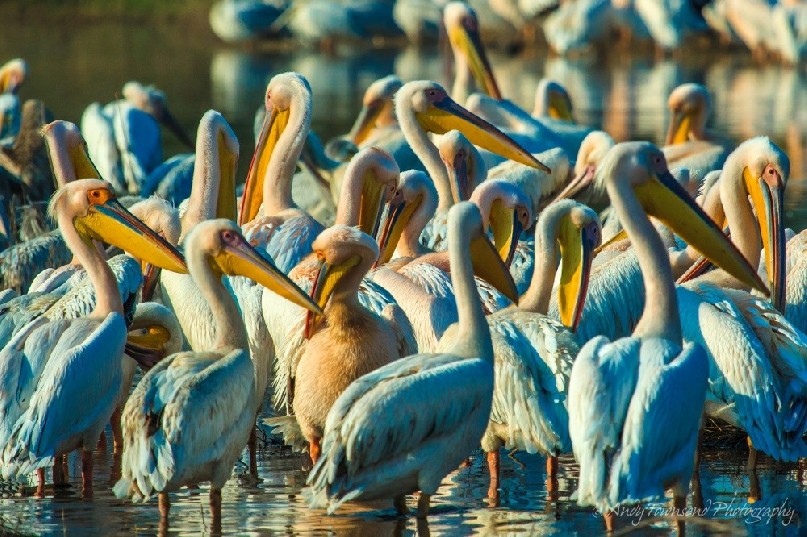 A large group of Great white pelicans (Pelecanus onocrotalus) .