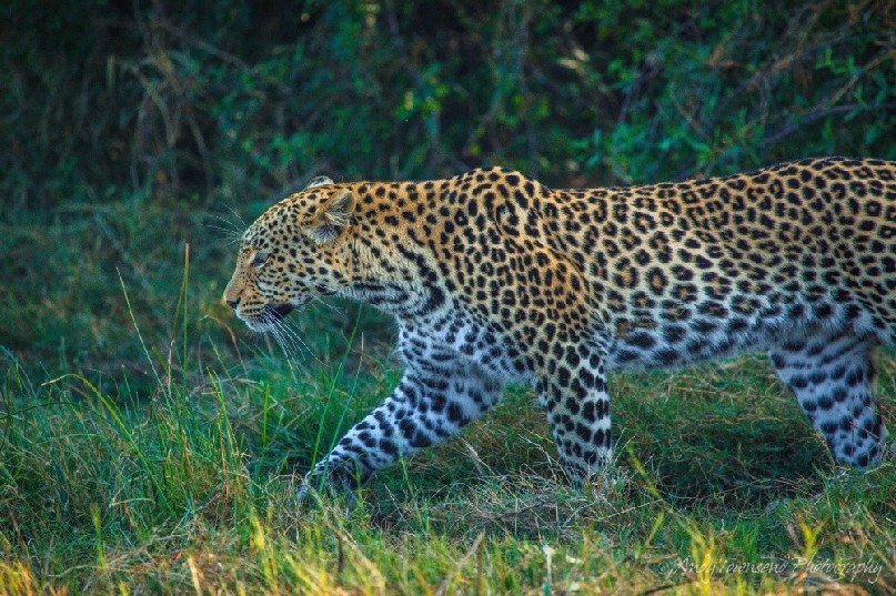 A leopard (Panthera pardus) moving through the grass.