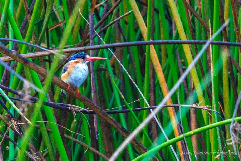 Malachite kingfisher (Corythornis cristatus) balancing on reeds.