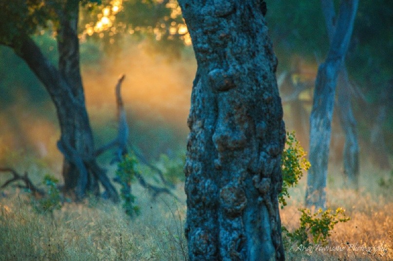 Sunlight catches early morning mist surrounded by false mopane forest.