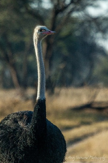 Ostrich or common ostrich (Struthio camelus)
