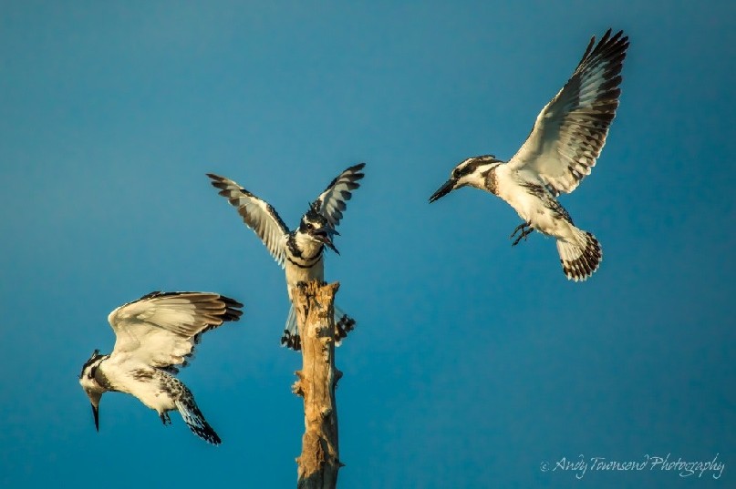 Pied kingfishers (Ceryle rudis) in flight.